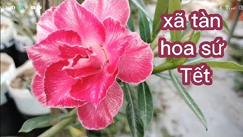 cách xã tàn cây sứ tết tại vườn sứ Nguyễn Tài 0907 578707 @UCTHUBonsaiCanTho