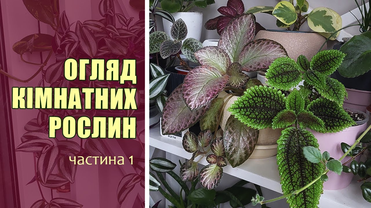Огляд Кімнатних Рослин | Кімнатні Рослини - листопад 2025 | частина 1