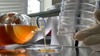 How to pour agar plates for bacterial culture | Biology Tutorial