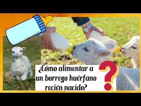 Video: ¿Cómo destetar corderos alimentados con biberón?