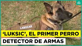 'Luksic', el primer perro detector de armas y municiones en Chile: recibió medalla