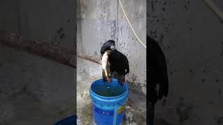 Feeding Cormorants Fish #Fishing