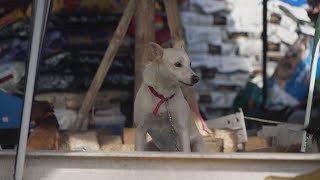 Brasil improvisa un refugio para perros perdidos durante las fuertes lluvias