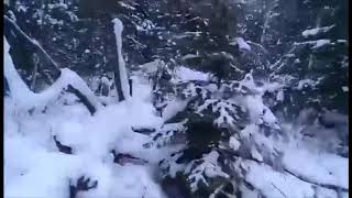 Охота на медведя с Лайками и Гончаком. Bear hunting with dogs. Охота на медведя с Лайками и Гончаком. Bear hunting with dogs.