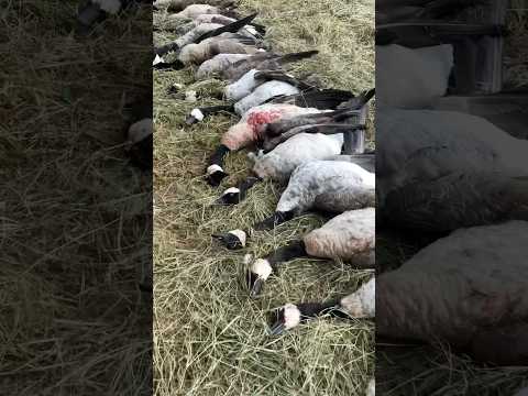Goose season is going GREAT!!