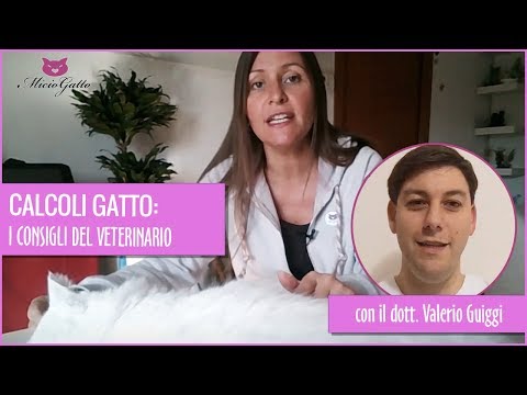 Video: Calcoli Della Vescica Di Ossalato Di Calcio E Dieta Nei Gatti