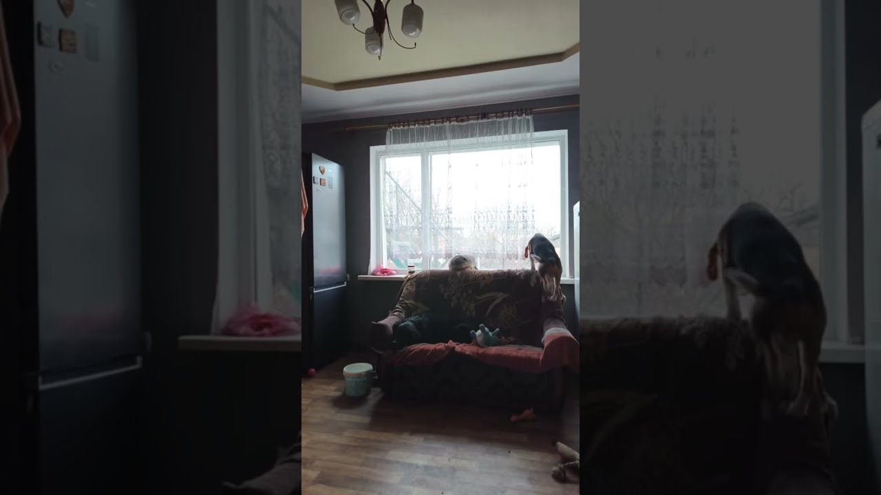 Dog Couch Live 🛋️ Beagle & Labrador Relaxing Together.