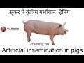 How to start pig farming / breeding | artificial insemination training on guilt or sow in india |