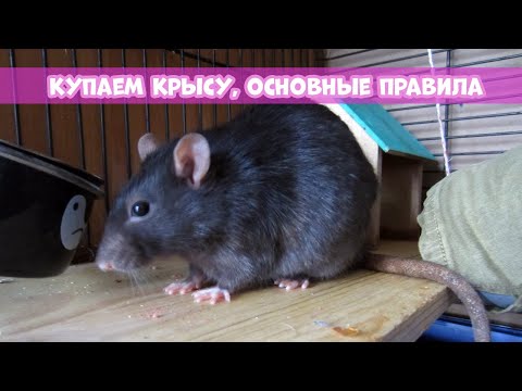 МОЖНО ЛИ КУПАТЬ КРЫС? || Последствия