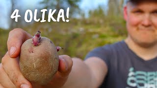 Provar 4 sätt att odla potatis! Vilket funkar bäst?