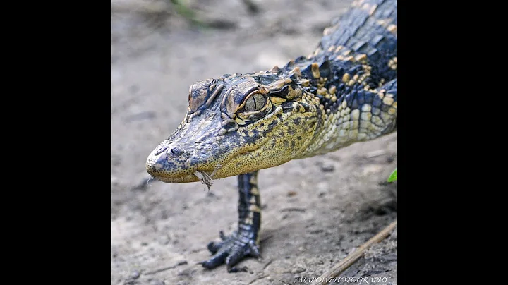 TEXAS WETLAND SUNSET 3 MINUTE DRONE JOURNEY