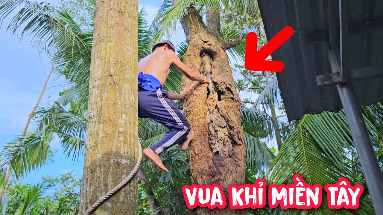 Vua Khỉ giúp chủ nhà xử lý cây Bần sắp gãy nghiên qua vườn người khác đầy hồi hộp.