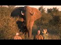 Angry Elephants Confront Professional Hunters. Don&#39;t miss it