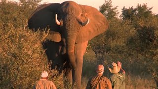 Angry Elephants Confront Professional Hunters. Don't miss it