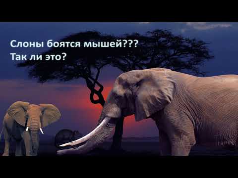 Почему слоны боятся мышей? Так ли это?