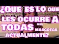 ¿¡QUE LES OCURRE A MIS MASCOTAS!? - Enfermedades y Curas