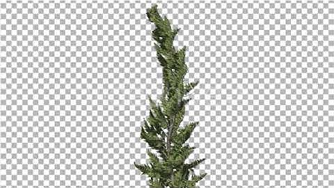 Hollywood Juniper Curved Coniferous Evergreen | Motion Graphics - Envato elements