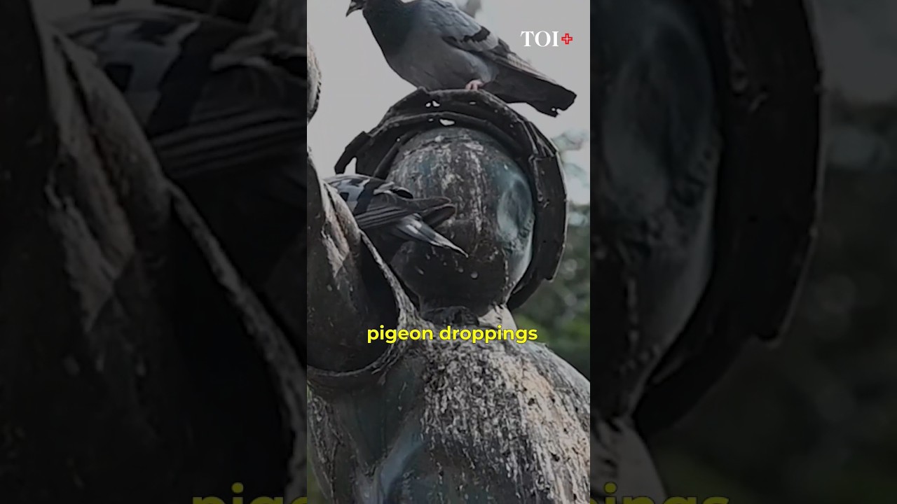 How feeding pigeons is becoming an alarming health hazard for Mumbaikars