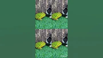 Cute Green Frog funny video 🤩🐸🤩 #frog #frogs #funny #cute #animals #pets #animal #rabbit #shorts