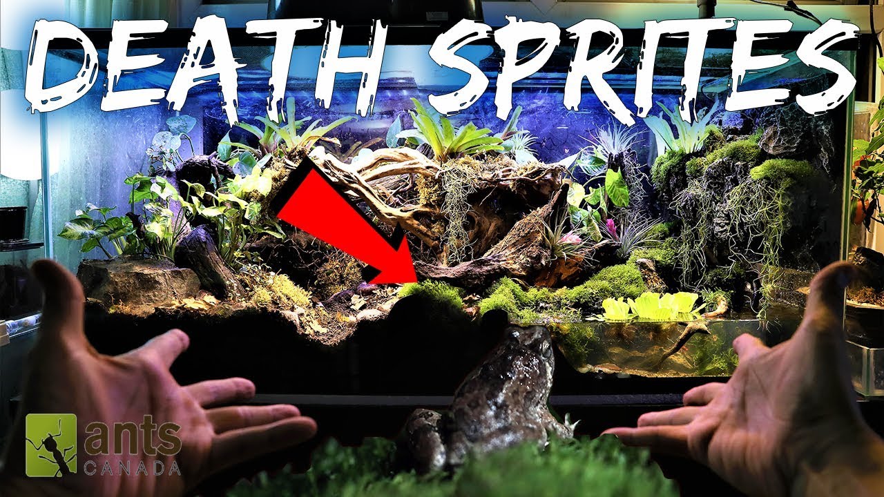 ⁣DEATH SPRITES: Creating a Frog Haven & Ant Hell