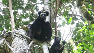 Indri Song