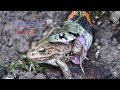 A persistent hunter - snake. Red-sided water snake hunting black-spotted pond frog