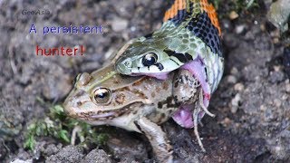 A persistent hunter  snake. Redsided water snake hunting blackspotted pond frog