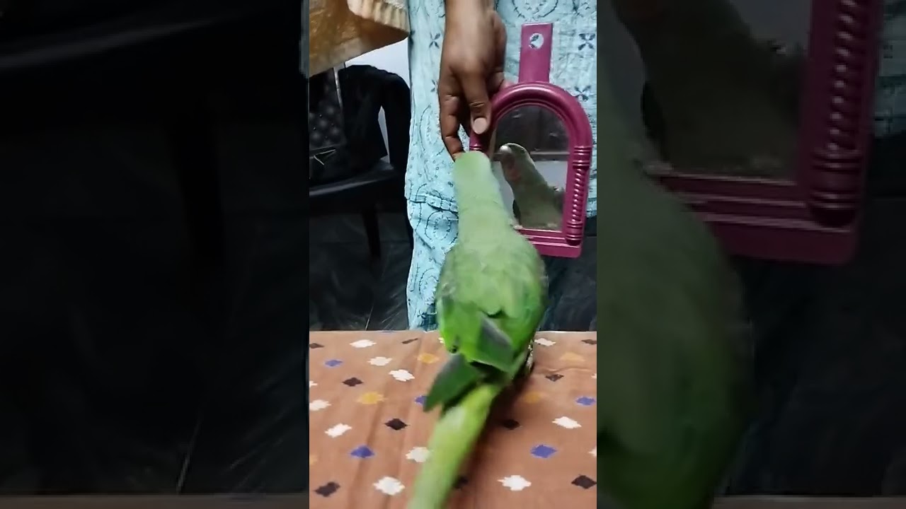 #parrotsofinstagram