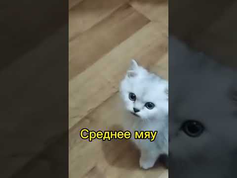 Что значит мяу