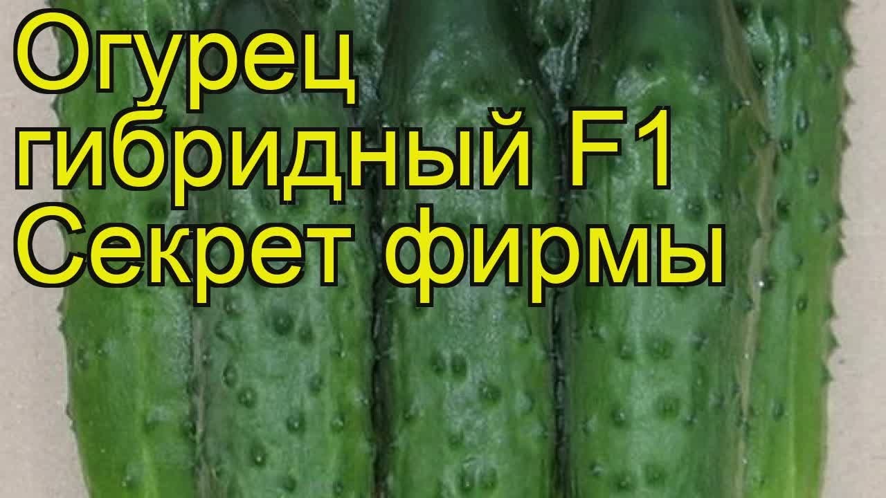 Огурец Секрет фирмы описание и характеристики сорта правила посадки и выращивания отзывы