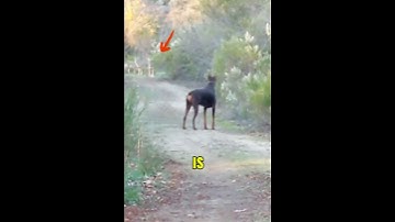 Coyotes Outsmarted by Man and Dog #Doberman #Coyotes #AnimalStandoff