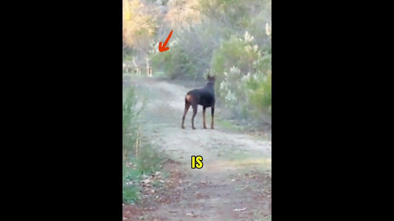 Койоты перехитрили человека и собаку #доберман #койоты #AnimalStandoff
