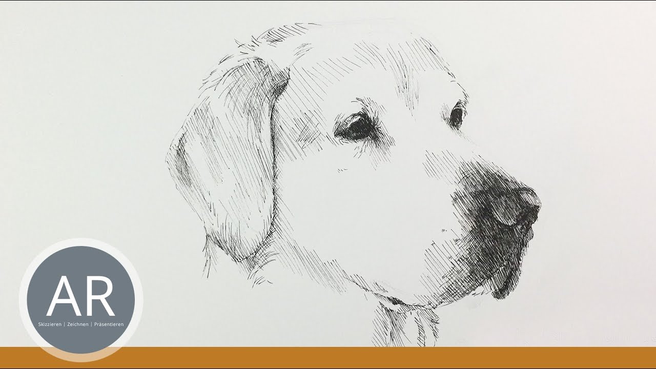 Hunde Zeichnen Tiere Skizzieren Hier Ein Labrador Porträt Mit Einem Fineliner