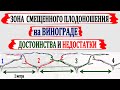 🍇 Зона СМЕЩЕННОГО ПЛОДОНОШЕНИЯ винограда + ПЛОДОВОЕ ЗВЕНО. Идеальный вариант при ГУСТОЙ посадке.