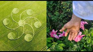 Crop Circle changes overnight and reveals P's and T's for PT avatar ~  11th May 2026