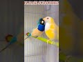 Most beautiful 😍 finches in the 🌍 / Gouldian finches / #birds #finch #nature #subscribe #viral