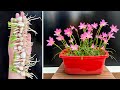 Charming beauty of fairy hair flower how to propagate and care for beautiful flowers