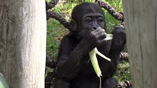 Gorilla Mädchen Tilla spielt im Garten im Zoo Berlin am 07 05