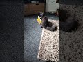 willows morning playtime with boxes #mainecoon #cat #cute #kitten #cutekitty