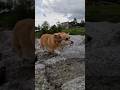 岩の匂いを確かめながら歩くコーギー / A Corgi walking, sniffing at the rocks. #コーギー #corgi #サクラ