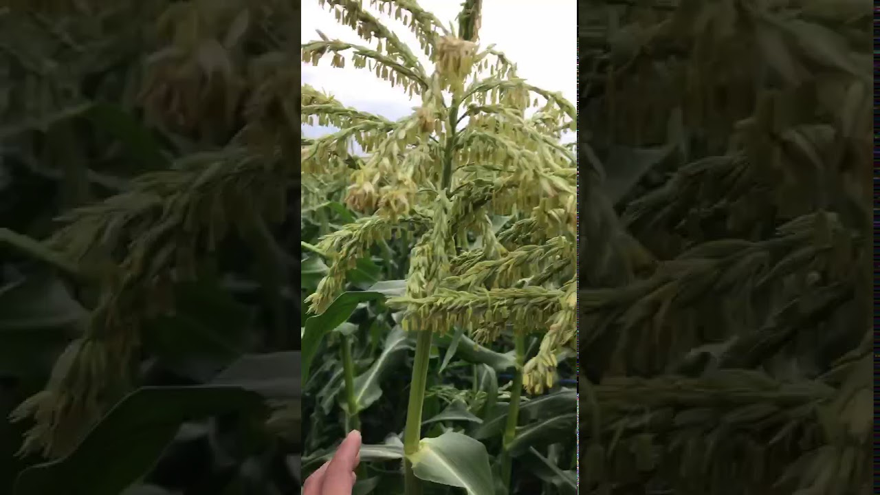 見るだけで鼻がムズムズします とうもろこしの花粉 Youtube