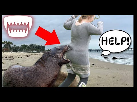 Seals Vs Sea Lions: Are They Aggressive?