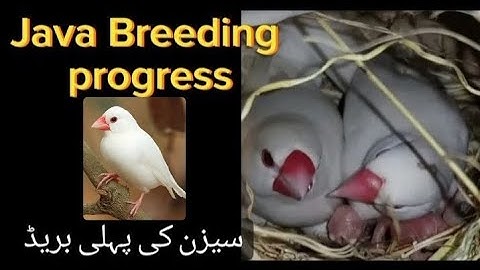 Java sparrow breeding progress | Java breeding tips | Java birds breeding | Asif Birds Farm