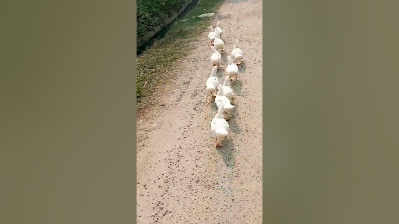 QUACK QUACK STICK TO MY BACK🔥 - YouTube