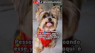 Cachorro Yorkshire Para Adoção