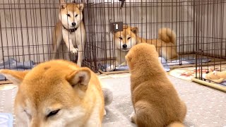 柴犬姉弟の柴犬子犬観賞会で荒ぶる姉柴犬が変わってるw