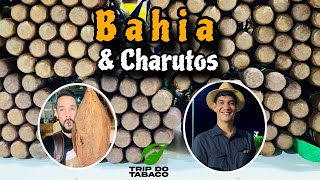 A BAHIA E A PRODUÇÃO DE CHARUTOS BRASILEIROS