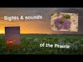 Relaxing Nature Scenery and Sounds -Prairie Birdsong, no music- Enjoy the Calming Benefits of Nature