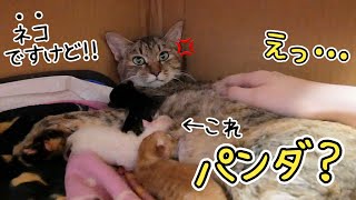 【生後0日目】元野良猫が生んだ赤ちゃんはパンダみたいでした。