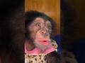 Happy chimp noises #chimp #chimpanzee #happy #cute #cutebaby #monkey